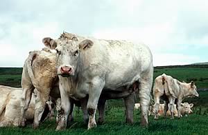 charolais cattle